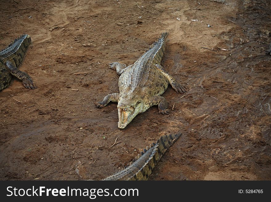 Crocodile with its mouth open in Kenya Africa