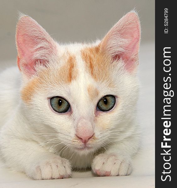 Close up of a head of white cat. Close up of a head of white cat