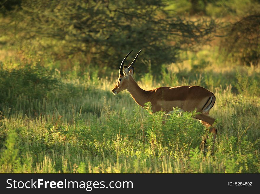 Impala walking through the grass Kenya Africa