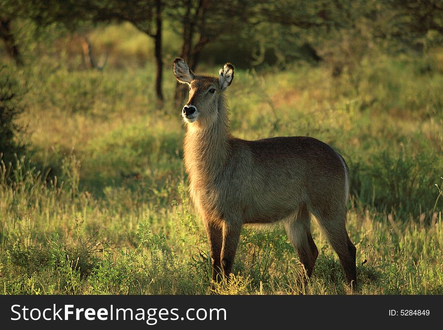 Female waterbuck stood in the grass in Kenya Africa