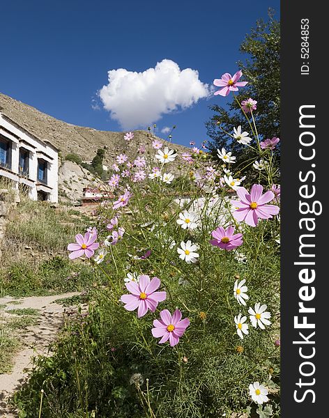 Landscape in tibetan temple. spring brings beautiful flowers and good weather.