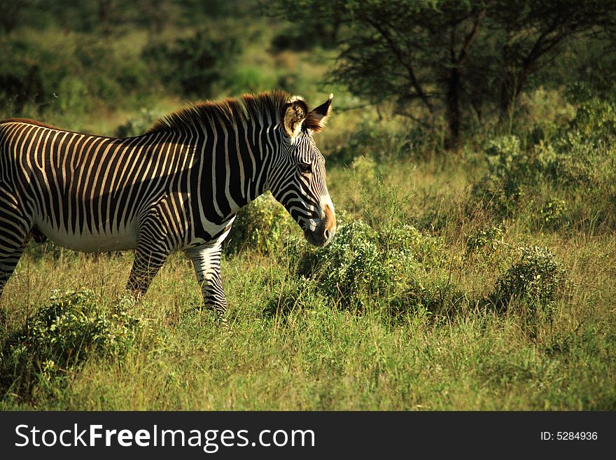 Zebra Walking Through The Grass