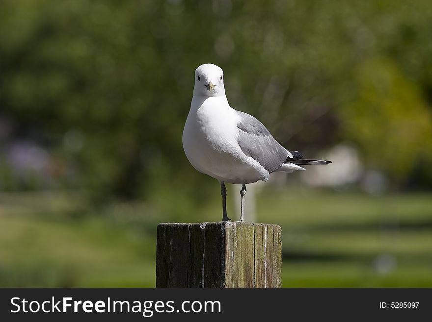 Sitting gull in a park