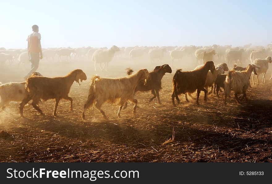 Herd of sheep grazing at the field