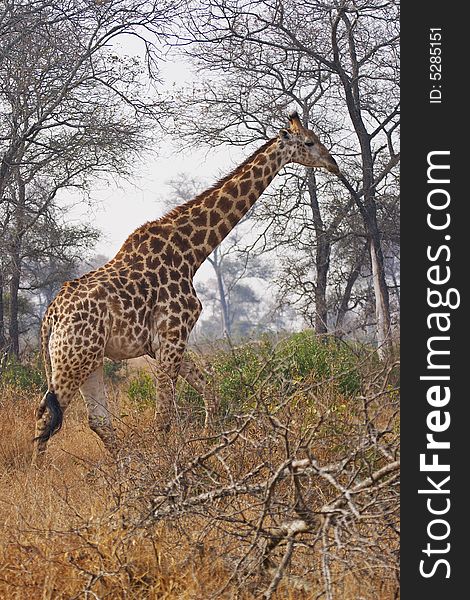 A Giraffe Walks Through The Bushveld