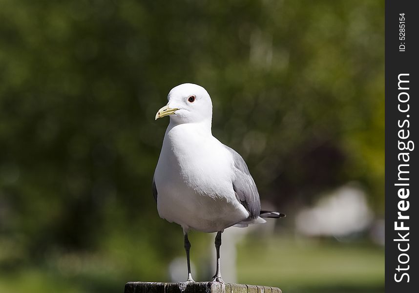 Sitting gull in a park