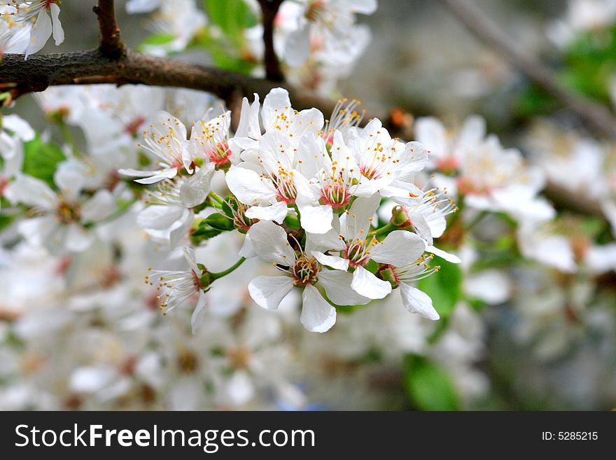 Cherry blooms