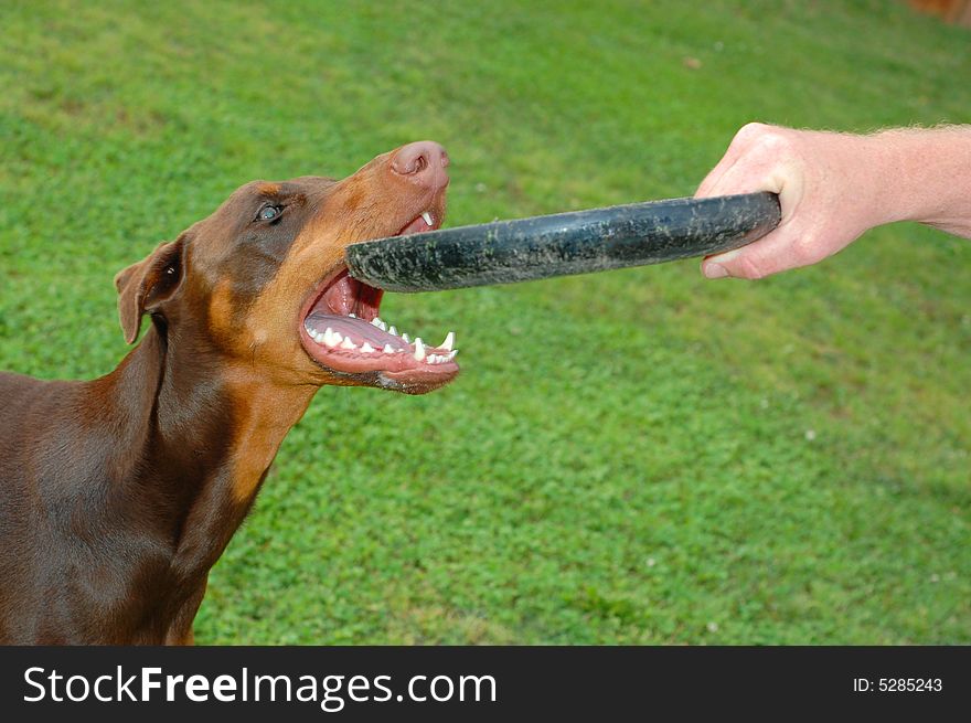 Friendly game of frisbee with doberman pincher. Friendly game of frisbee with doberman pincher