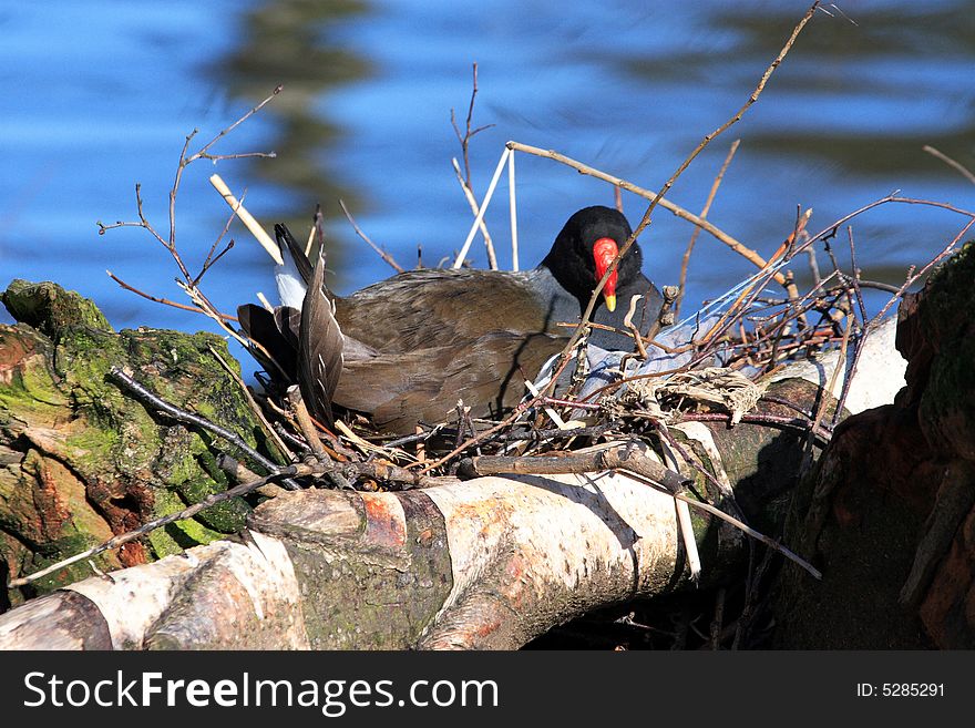 Moorhen on nest