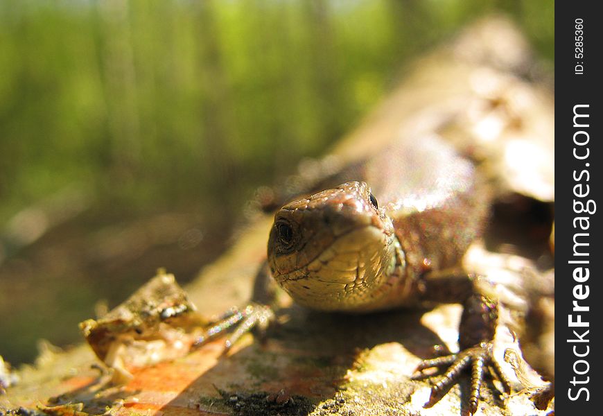 Pregrant lizard that bask in spring sun on the stem of tree