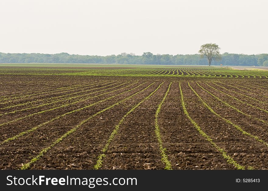 Landscape photo of field with tree in background