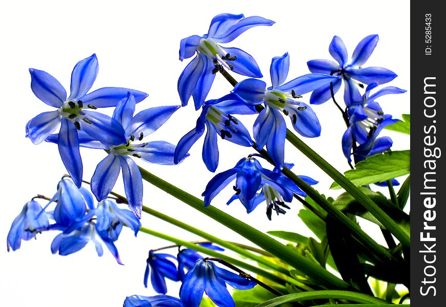 Isolated macro picture of dark blue flowers on a white background. Isolated macro picture of dark blue flowers on a white background.