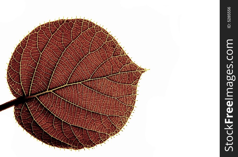 Transparent leaf of a kiwi on a white background