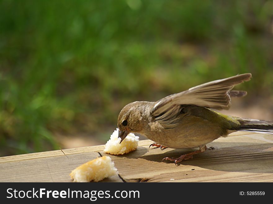 A white throated sparrow eating a piece of bread. A white throated sparrow eating a piece of bread