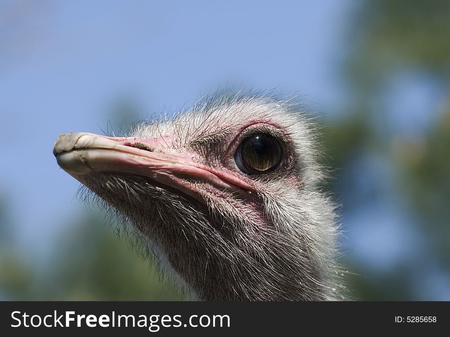 Ostrich - portrait in the poisch farm