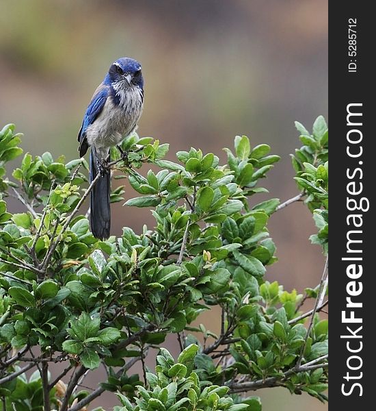 A male Scrub Jay perched on the top of a tree branch