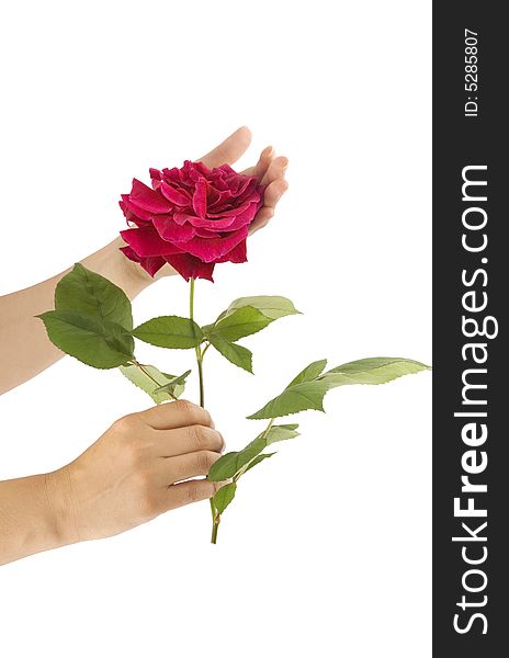 Hand of woman holding beautiful red rose