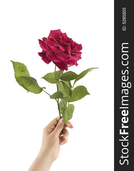 Hand of woman holding beautiful red rose isolated on white background