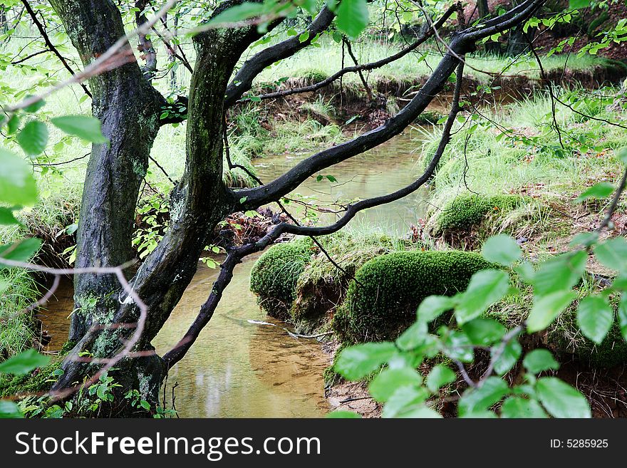 A small stream in a european forest, springtime, Italy. A small stream in a european forest, springtime, Italy.