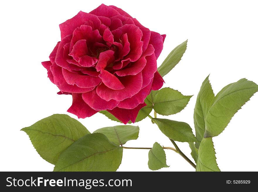 Beautiful Red Rose isolated on white background