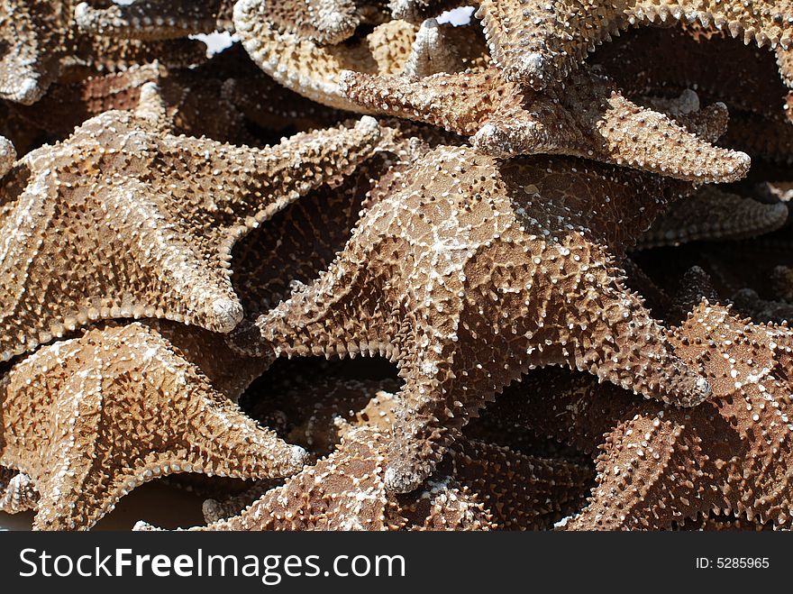 Sea stars are for sale in Nassau town, The Bahamas.