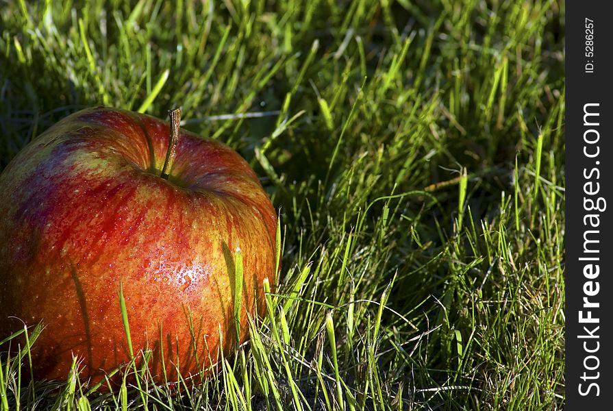 Close-up of red and yellow apple against nature background. Close-up of red and yellow apple against nature background