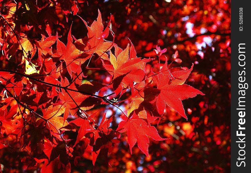 Red Japanese Maple with Mazing Colors