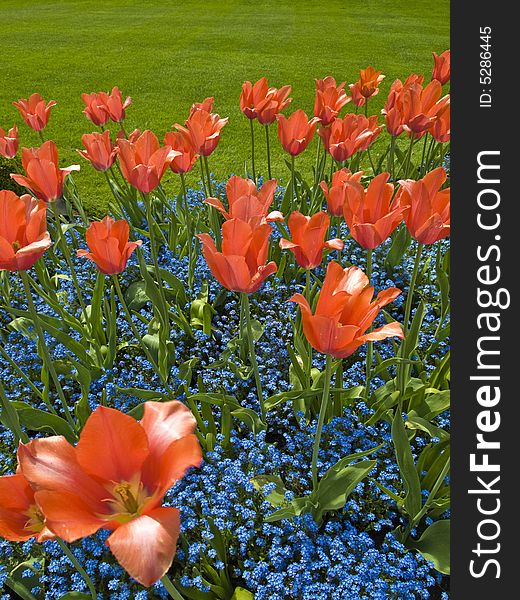 Red tulips and blue forget-me-nots against green grass background. Red tulips and blue forget-me-nots against green grass background