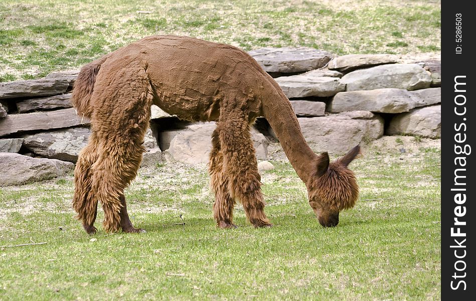 Alpaca captured while eating in a field.