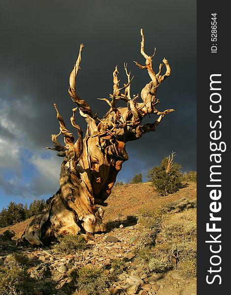 This image was taken in the Bristlecone Forest in northern California