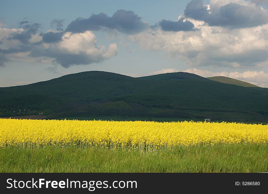 View on yellow fields with mountains in the background. View on yellow fields with mountains in the background