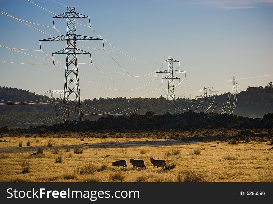 Power pylons crossing dry farmland with sheep in foreground