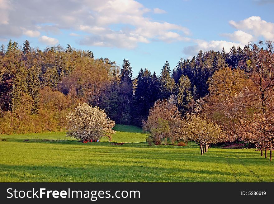 View on flourishing trees in a spring landscape. View on flourishing trees in a spring landscape