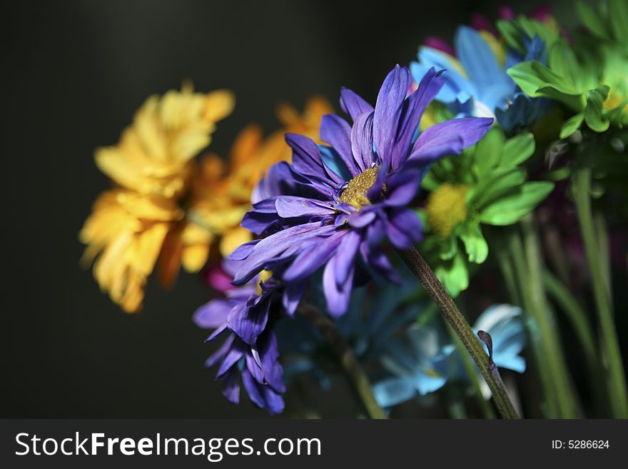 Close-up of a purple daisy.  Part of a colorful bouqet.  Shallow depth of field.  Vivid color saturation. Close-up of a purple daisy.  Part of a colorful bouqet.  Shallow depth of field.  Vivid color saturation.