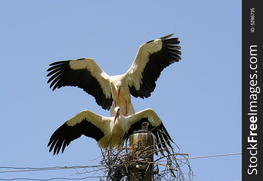 Two storks on there nest