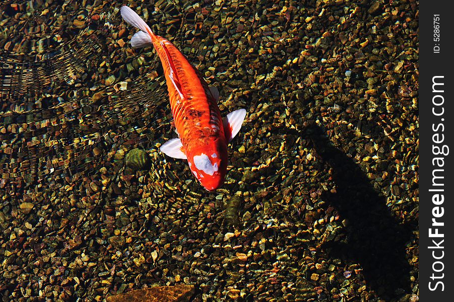 Carp garden cryprinus carpiod fish pond red shadow clear water