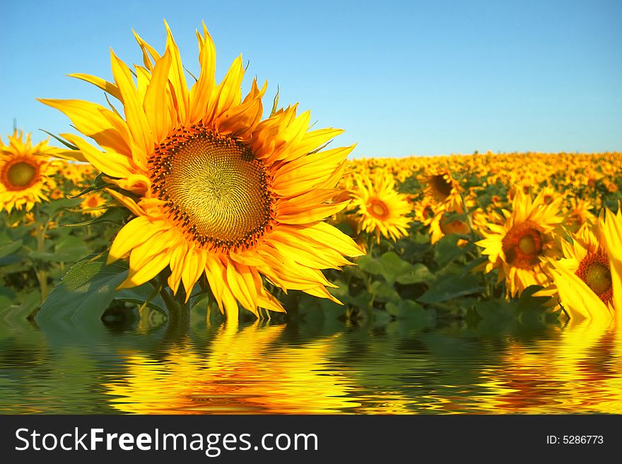 An image of yellow field of sunflowers