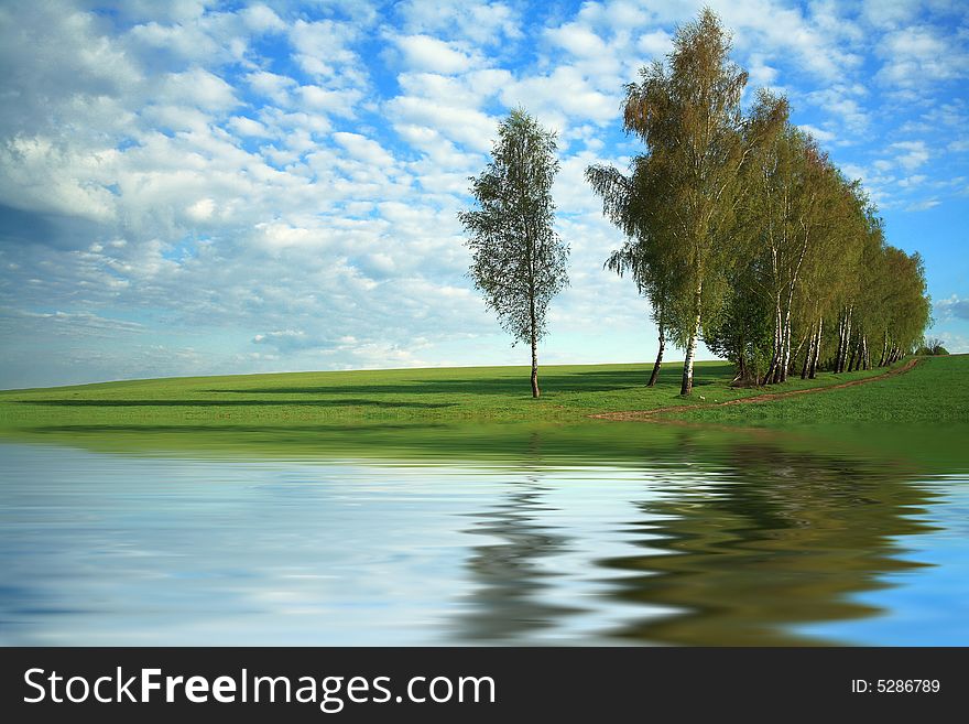 An image of a birches in green field. An image of a birches in green field