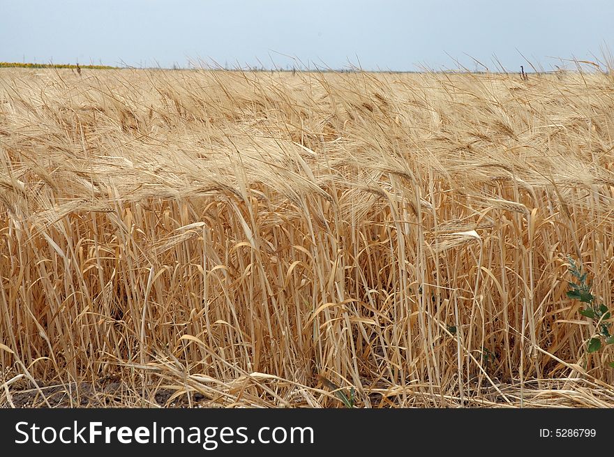 Field of wheat. Ukraine, Primorskoe. Summer, 2006