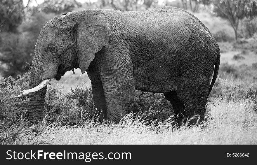 Black and white elephant Kenya Africa