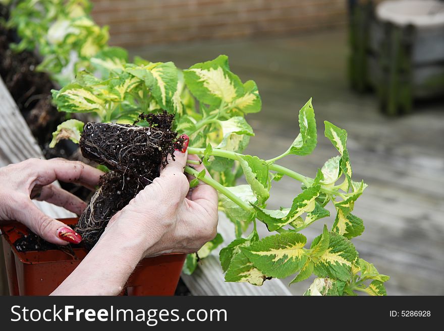 Woman plants coleus in long planter. Woman plants coleus in long planter