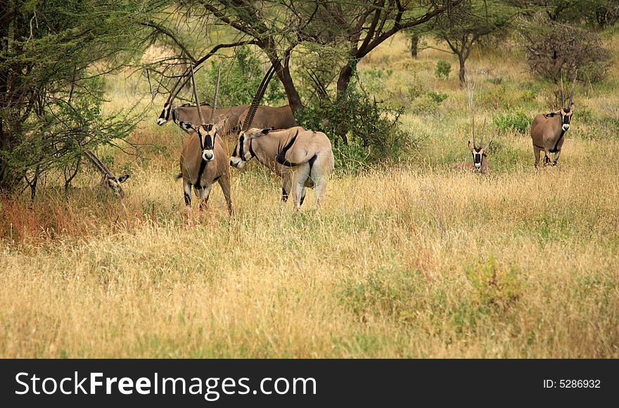 Herd of Gemsbok gazelle