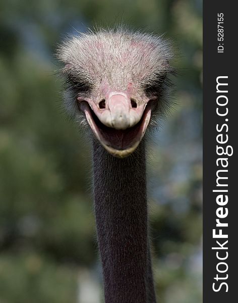 Ostrich - portrait in the poisch farm