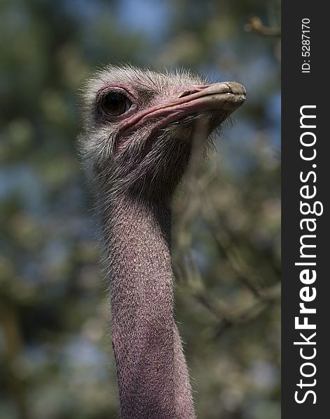 Ostrich - portrait in the poisch farm