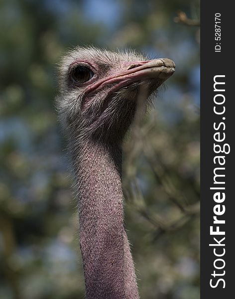 Ostrich