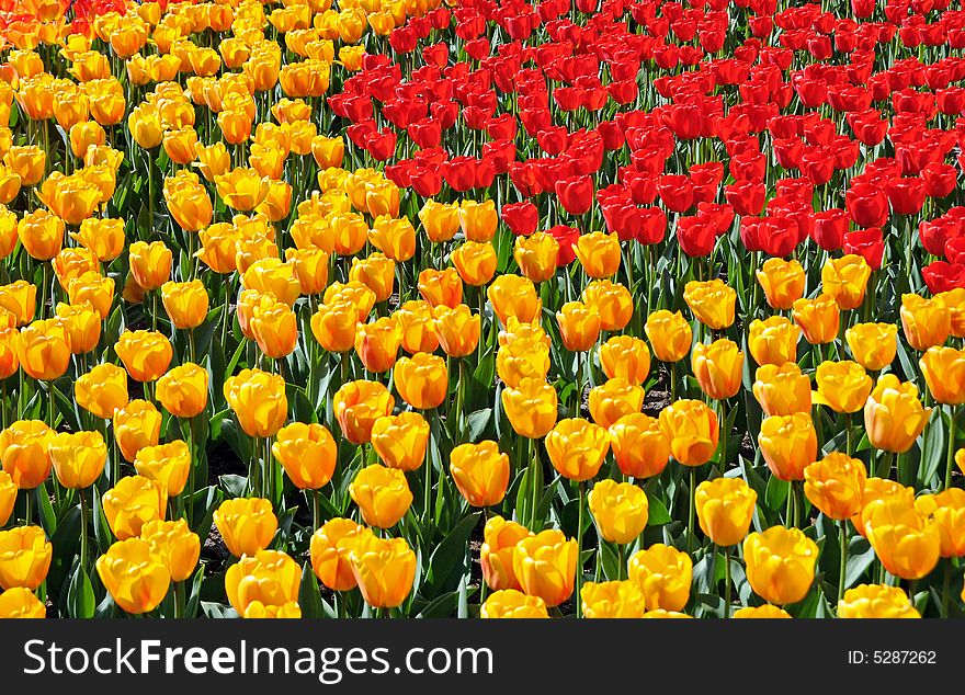 Hundreds of red and yellow tulips in springtime