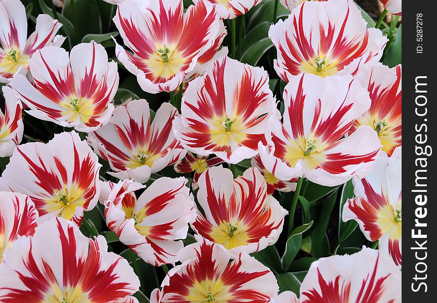 Close up of beautiful white/red tulips in spring garden. Close up of beautiful white/red tulips in spring garden