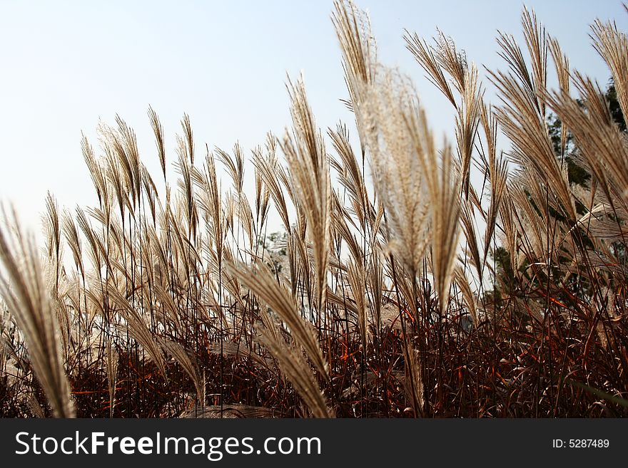 Bulrush around the reservoir in autumn