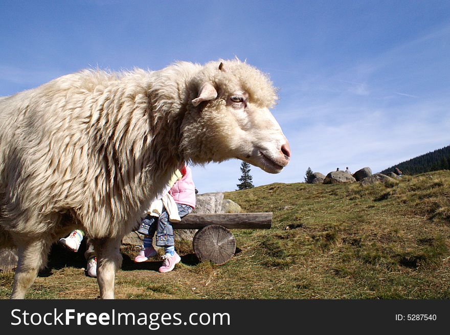 Sheep on farm, Tatry, Poland