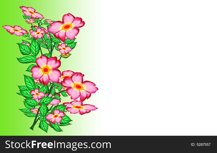 Pink flowers and green leaves in gradient green with white background